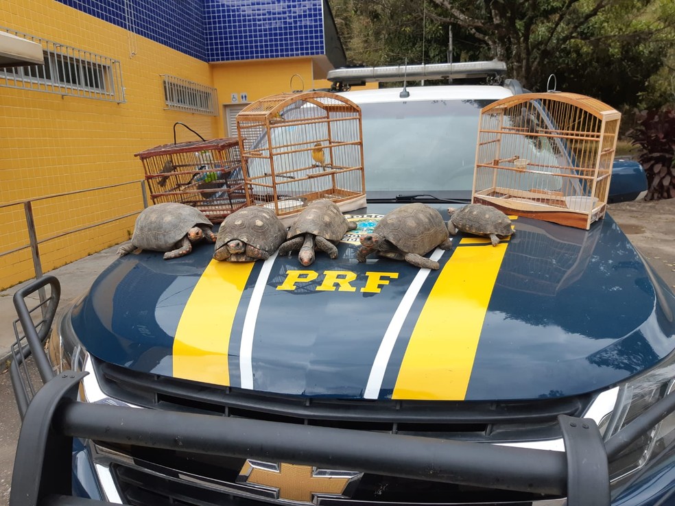 Foto: Polícia Rodoviária Federal