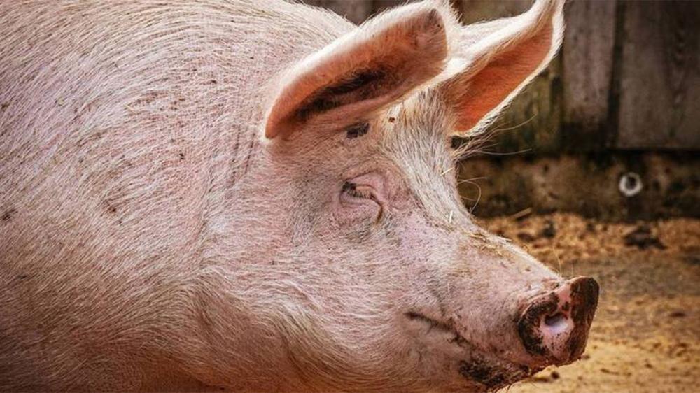 Açougueiro morreu após ser derrubado por porco e se ferir com uma faca. | REPRODUÇÃO/TWITTER